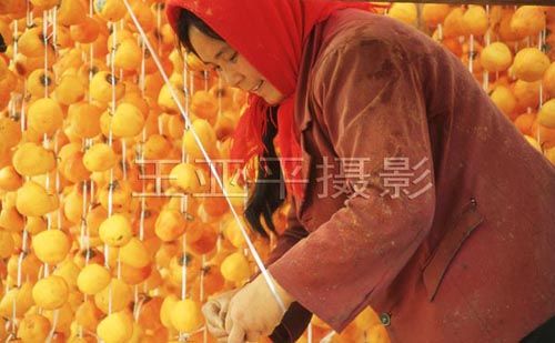 山东省沂源县三岔乡正在吊晒柿子的农妇。 2007103012F