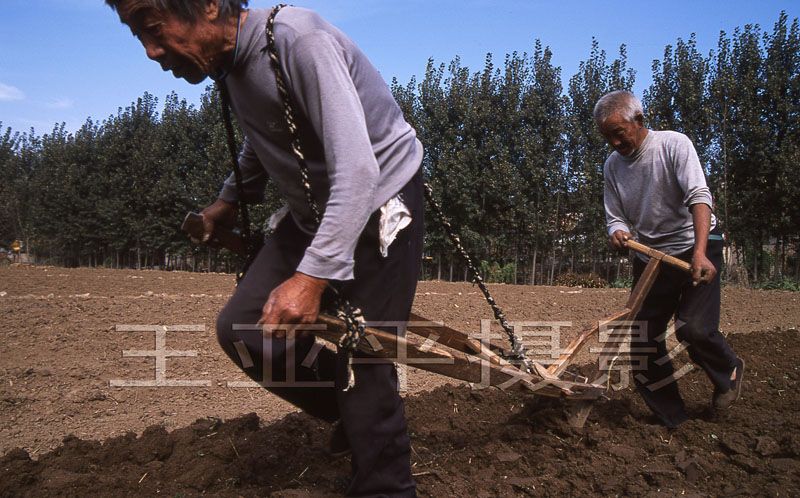 在山东省莱芜市茶业口镇暗摇头村，村民王老汉与亲家使用木犁耕地。2009101106F